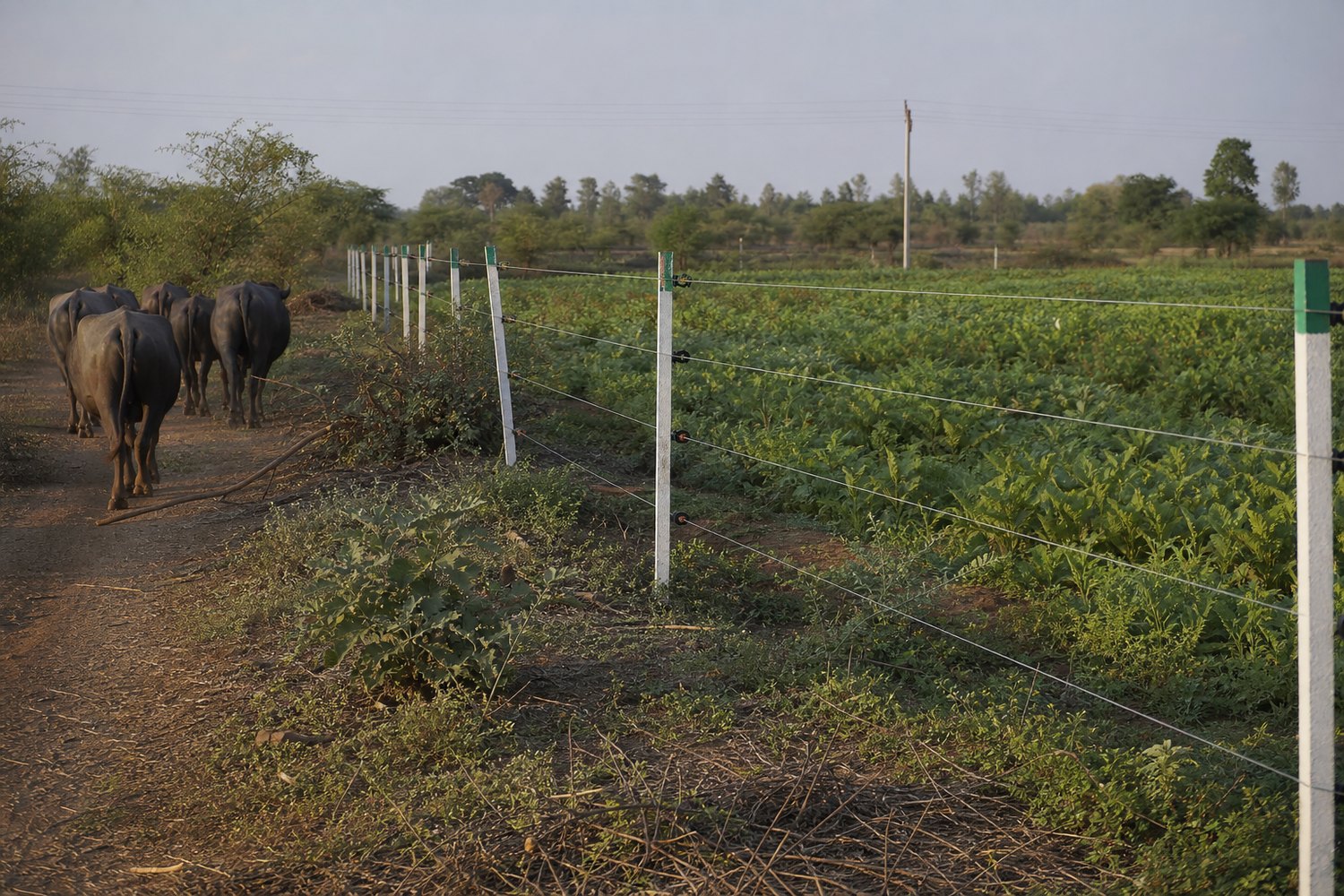 Buffalo outside a protected vegetable field